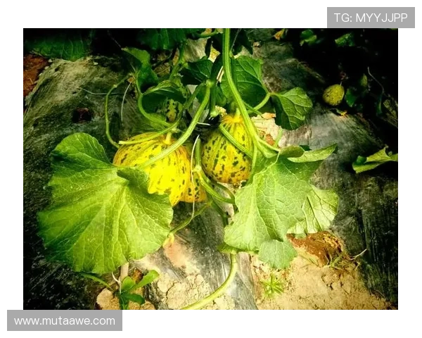 搏天堂918积极响应国家政策推动绿色健康博彩新趋势 搏天堂918积极响应国家政策推动绿色健康博彩新趋势